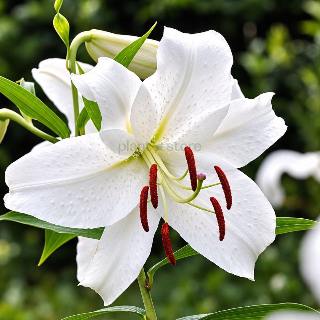 Oriental Lily Bulbs - White Colour