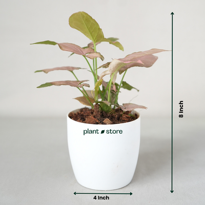 Syngonium Mickey