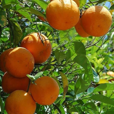 Darjeeling Orange Grafted Tree