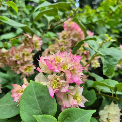 Mashuri Pink Variegated Bougainvillea