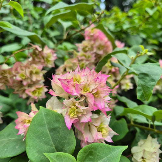 Mashuri Pink Variegated Bougainvillea