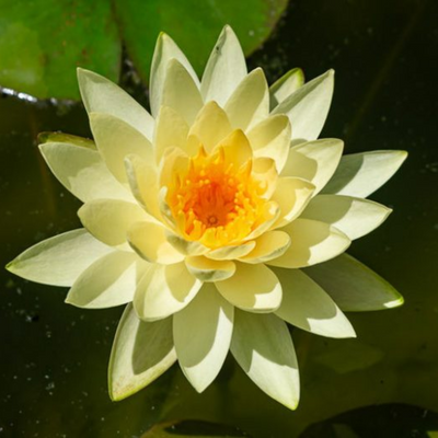 Chromatella Hardy Waterlily