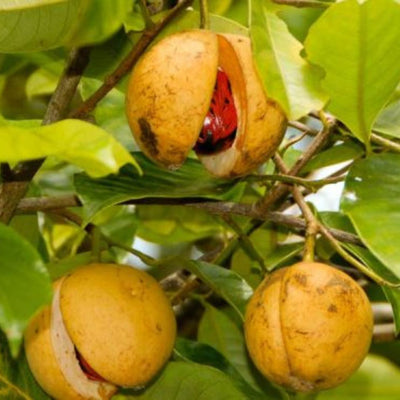 Jaiphal Grafted Tree