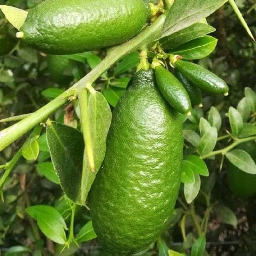 Gandharaj Lemon (Nimbu) Grafted Tree