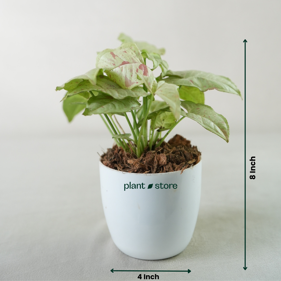 Syngonium Milk Confetti