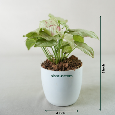 Syngonium Milk Confetti