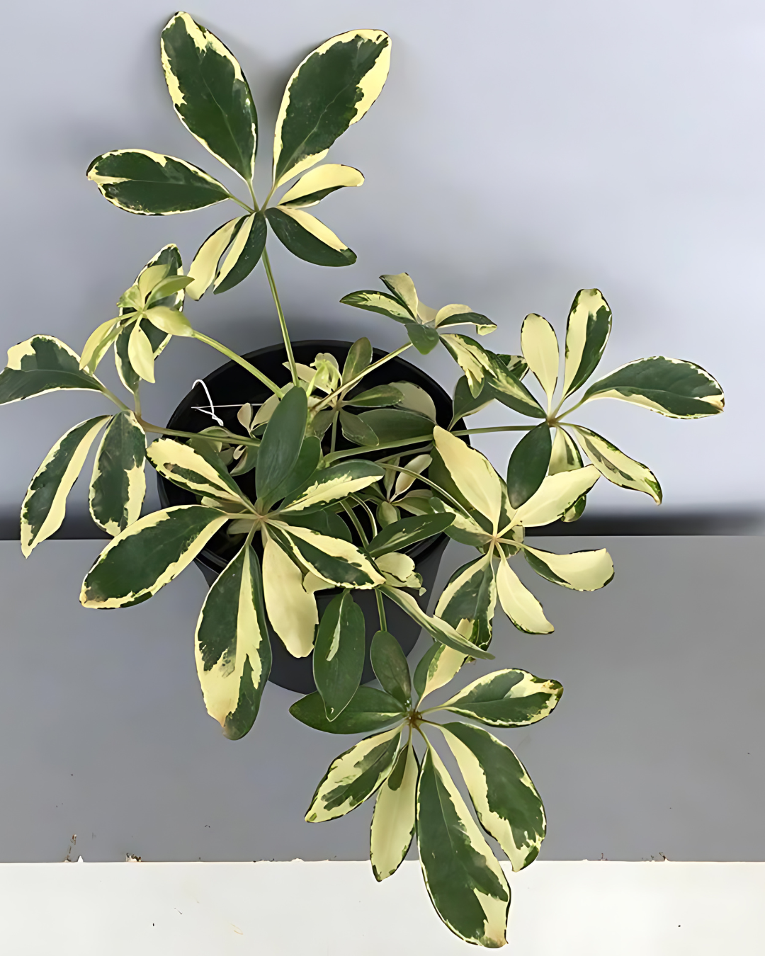 Schefflera Arboricola Trinette, Umbrella Plant – Variegated with Pot