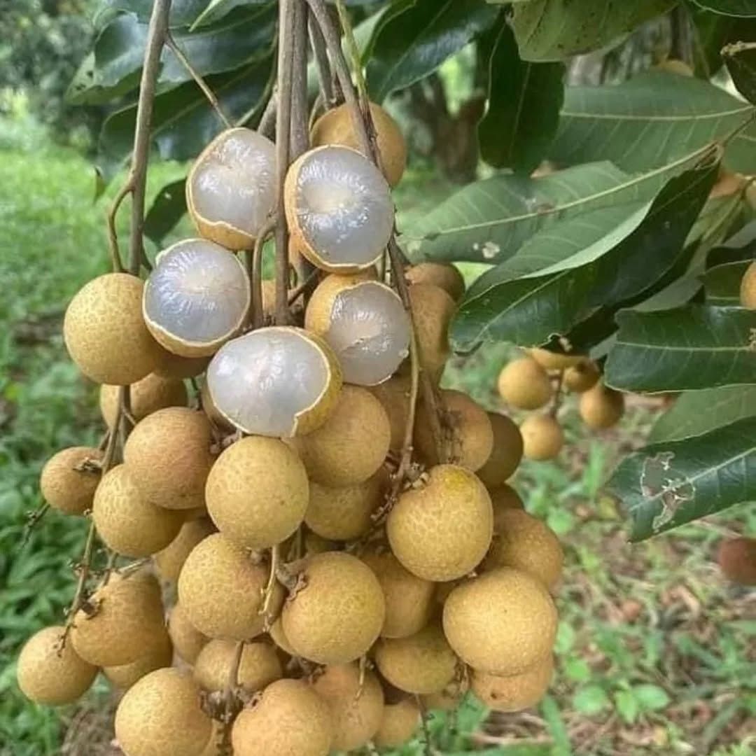 Ping Pong Longan Grafted Plant
