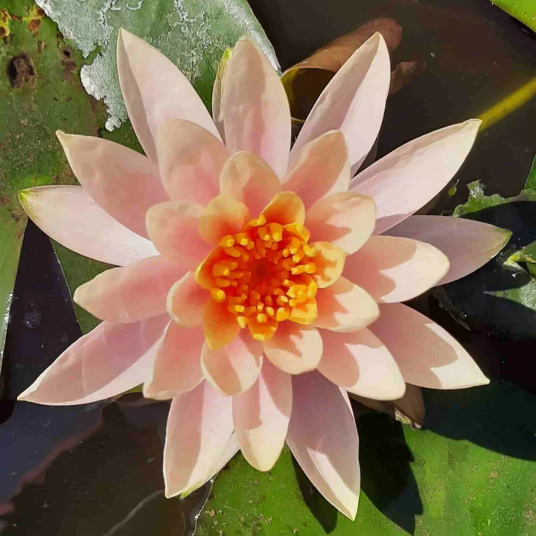 Mangal Ubol Hardy Waterlily