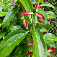 Tej Patta (Indian Bay Leaf) Masala Plant