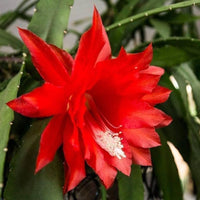 Night Queen Cactus