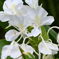 Ginger Lily Flower Bulbs (Highly Fragrant)