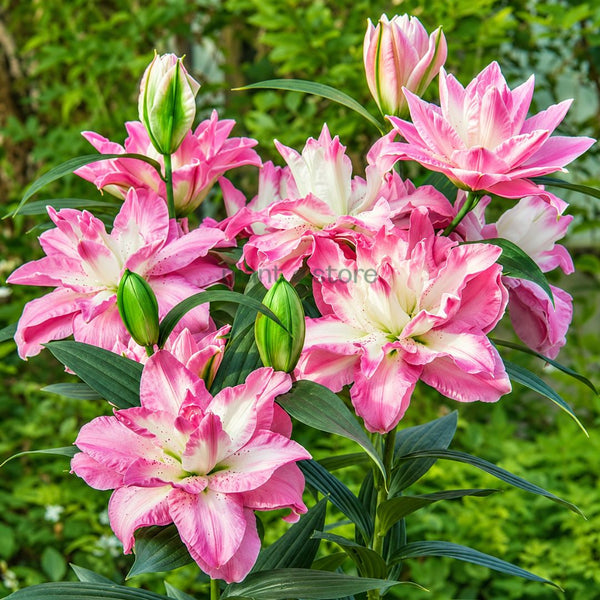 Rose Lily Lucky Angel Bulbs | Pink & White Double Lily – Plant Store®