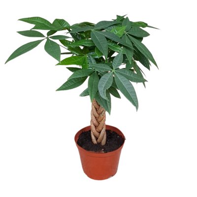 Braided Pachira Money Tree