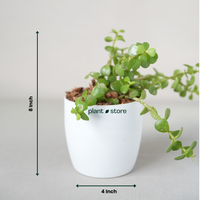 Jade Plant