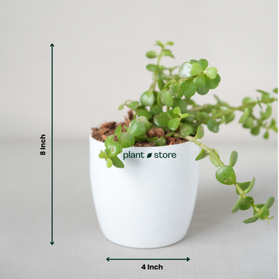 Jade Plant