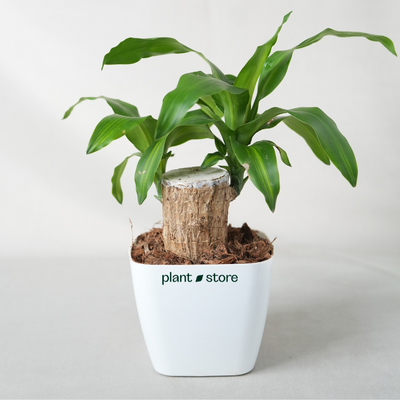 Brazilian Wood Plant - Potted Jumbo (Imported)
