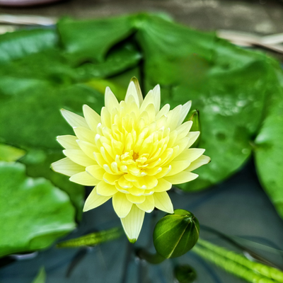 Golden Friendship Tropical Waterlily