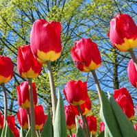 Dutch Tulip Fostery King  Flowering Bulbs (Netherland Imported)
