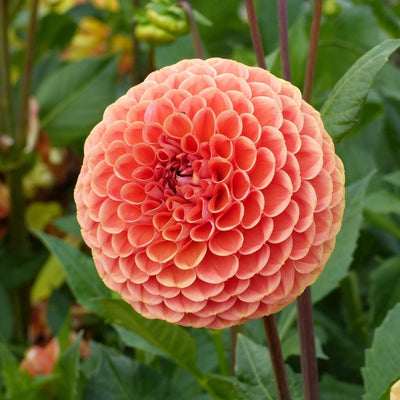 Pom Pom Dahlia (Mix Colour) Bulbs