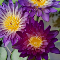 Purple Diamond Tropical Waterlily