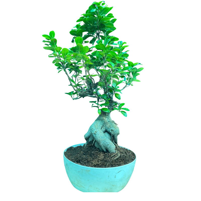 Ficus Ginseng Grafted Bonsai Plant (10 Years Old)