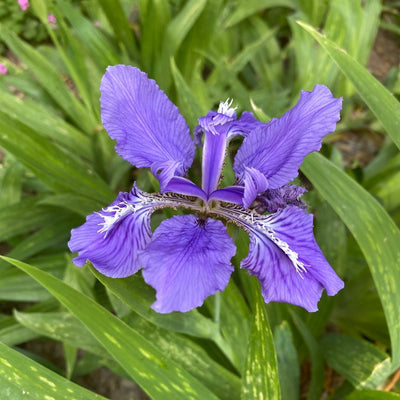 Wall Iris Lily Bulbs