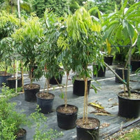 Miyazaki Mango Tree | Plant Store