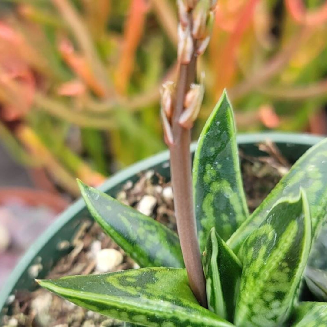 Gasteria Liliputana (Bare Rooted) - plant store® 