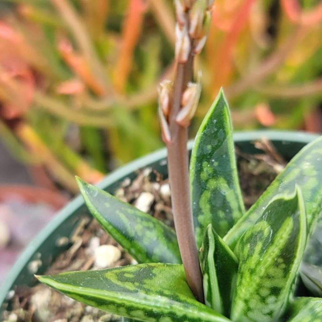 Gasteria Liliputana (Bare Rooted)