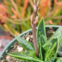 Gasteria Liliputana (Bare Rooted) - plant store® 