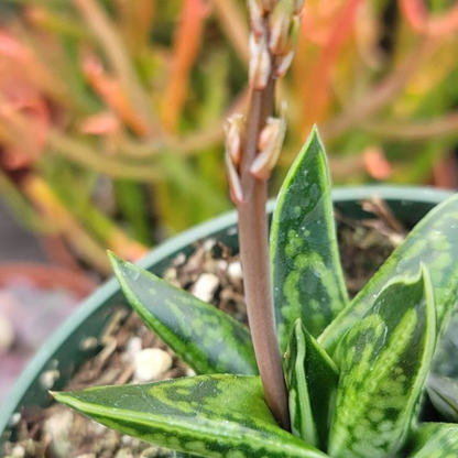 Gasteria Liliputana (Bare Rooted)