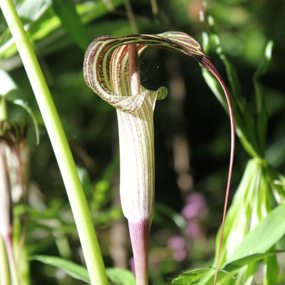 Snake Lily Flowering Bulbs (Black)