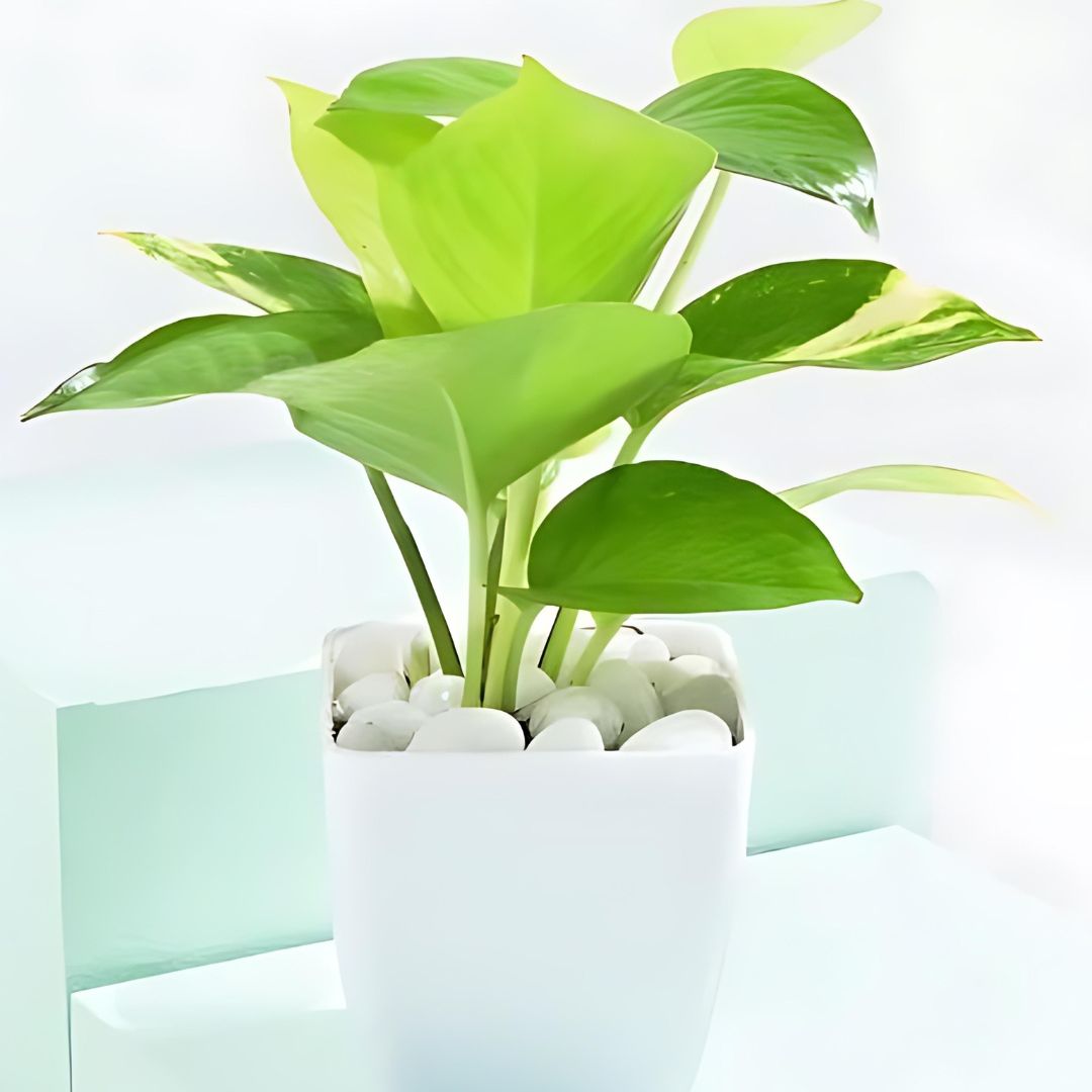 Evergreen Harmony Plant Bundle (Pack of 4)