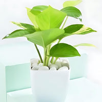 Evergreen Harmony Plant Bundle (Pack of 4)