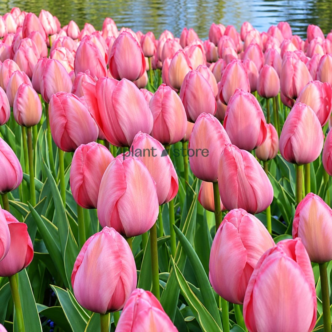 Dutch Tulip Pink Impression  Flowering Bulbs (Netherland Imported)