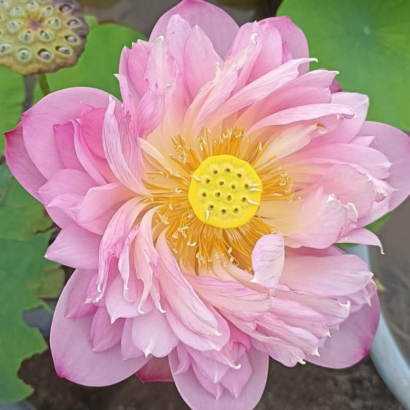 Pastel Blood Lotus Tuber