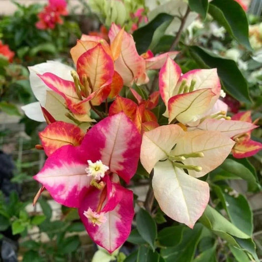Sufia Indiana Grafted Bougainvillea Plant