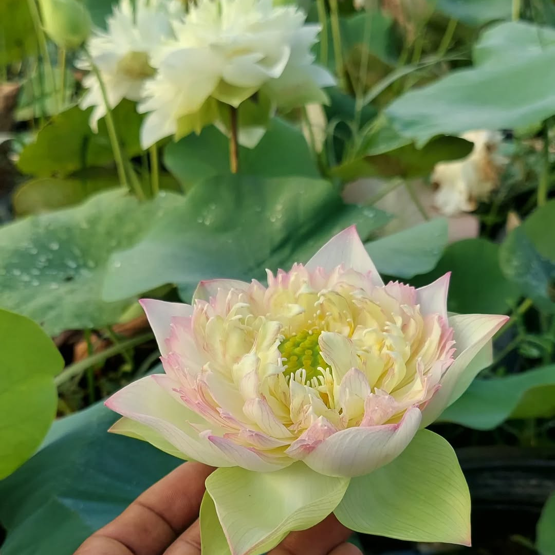 Juliet Lotus Tuber