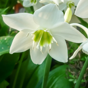 Eucharis Lily Bulb - White Colour