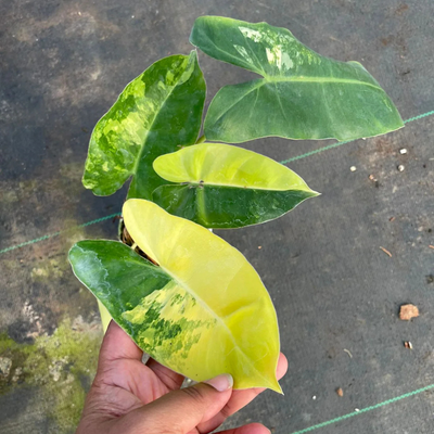 Philodendron Variegated Burle Marx