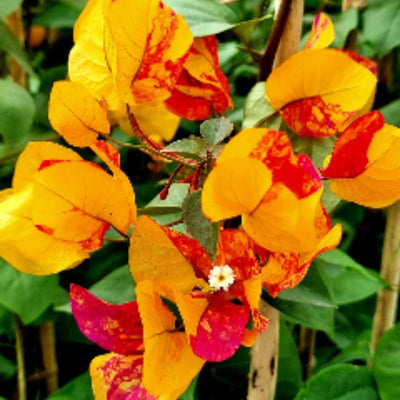 Aderna Bougainvillea