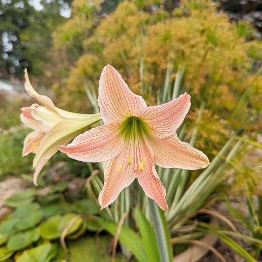 Amaryllis Lily Bulbs | Double Shaded