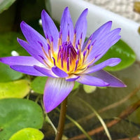 Assorted Tropical Waterlily  (Pack of 3)
