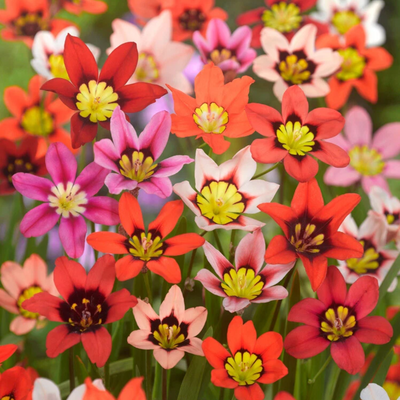 Sparaxis Bulbs - Mix Colours