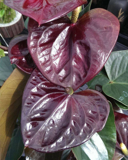 Anthurium Plants (with minimum 2 flowers)