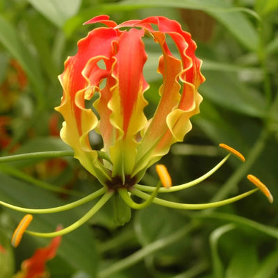 Flame Lily Bulbs (Mix Colour)