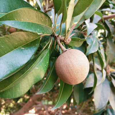 Cricket Ball Chiku Grafted Tree