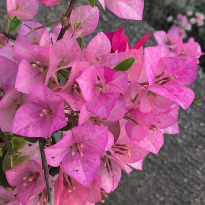 Lady Bird Grafted Bougainvillea Plant