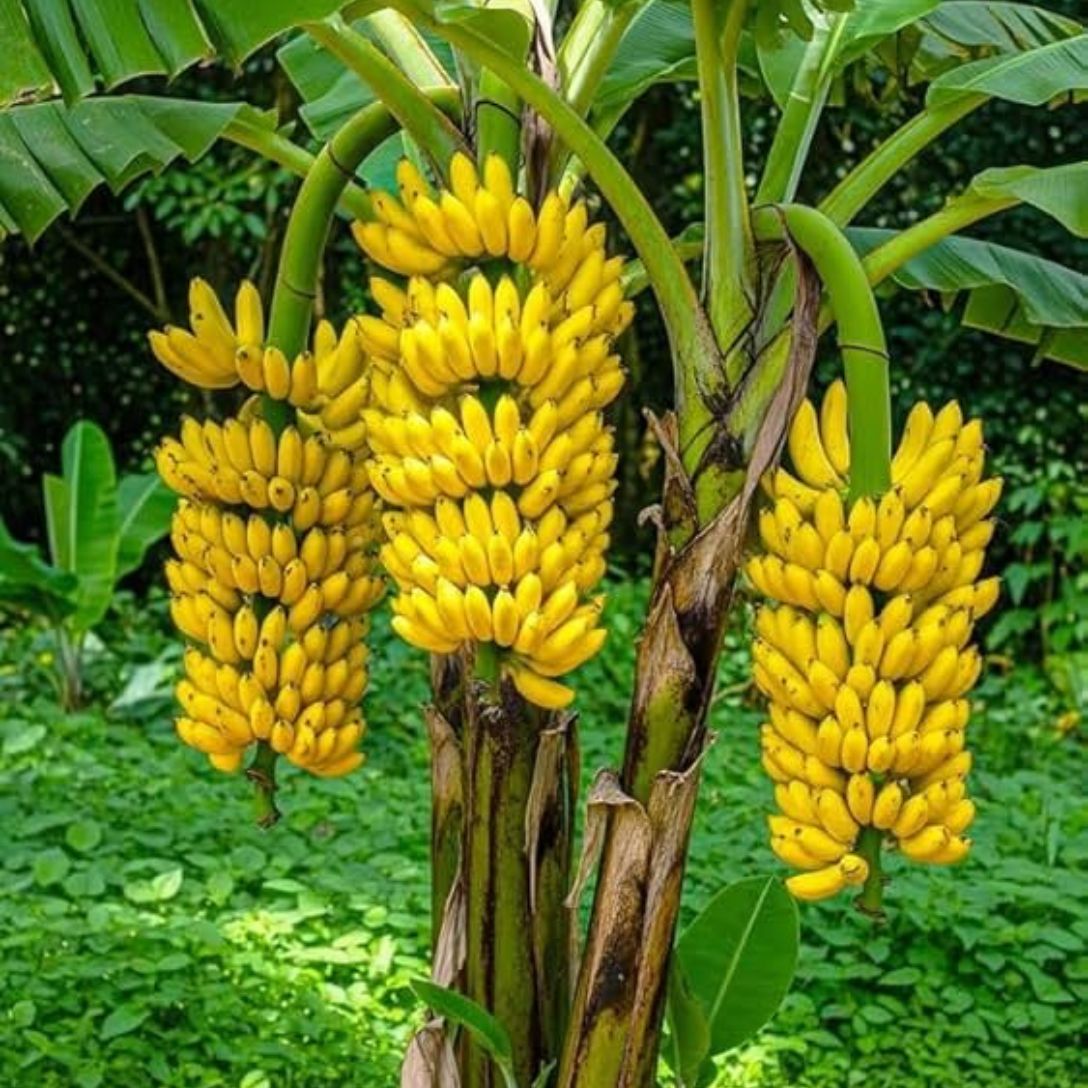 G9 Banana Tree